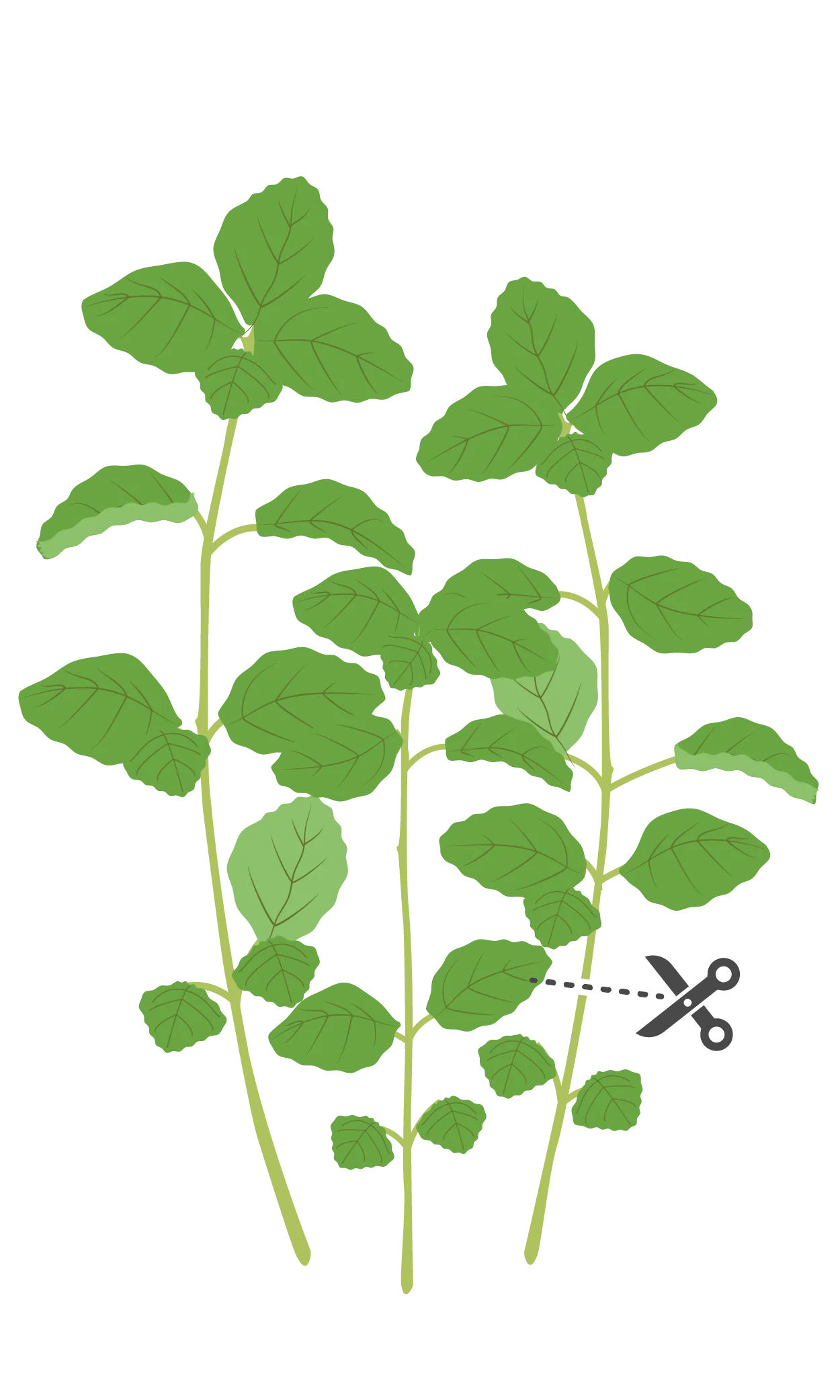 Lingot® Menthe pouliot Recharge prête à l'emploi Véritable®